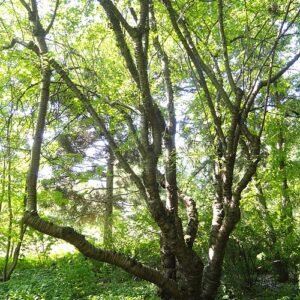 Gladde, glanzende schors van Prunus serrula boom in een botanische tuin.