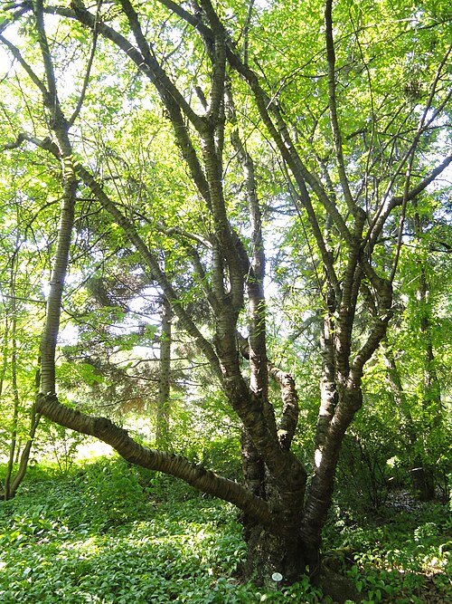 Gladde, glanzende schors van Prunus serrula boom in een botanische tuin.