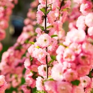 Prunus triloba bloemen in roze tinten.