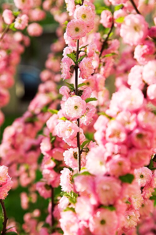 Prunus triloba bloemen in roze tinten.