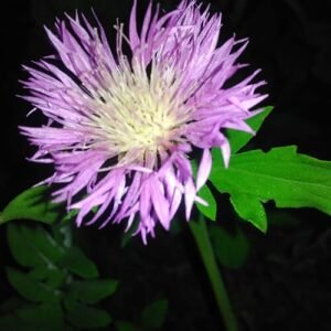 Bloeiende witte Psephellus dealbatus bloemen op groene achtergrond.