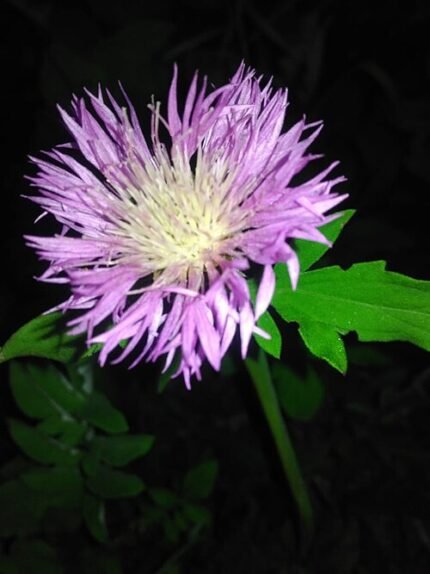 Bloeiende witte Psephellus dealbatus bloemen op groene achtergrond.
