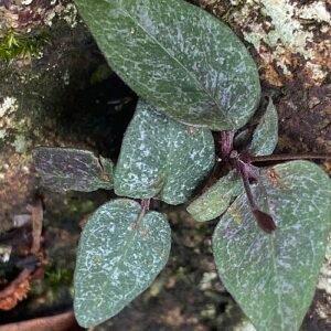 Pseuderanthemum variabile plant with green and purple leaves.