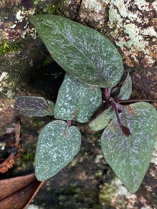 Pseuderanthemum variabile plant with green and purple leaves.