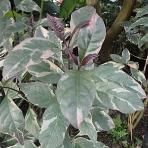 Pseuderanthemum carruthersii Variegatum plant met groen-witte bladeren.