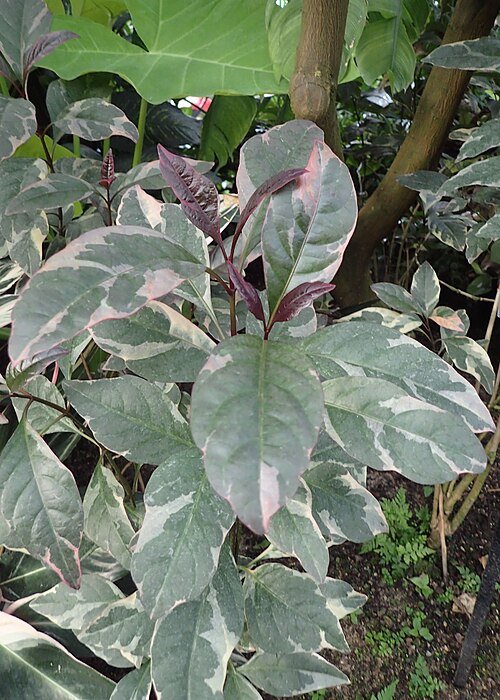 Pseuderanthemum carruthersii Variegatum plant met groen-witte bladeren.