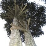 Sierlijke Pseudopanax ferox plant met stekelige bladeren en groene kleuren.