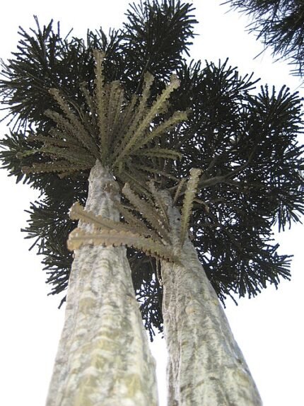 Sierlijke Pseudopanax ferox plant met stekelige bladeren en groene kleuren.