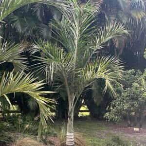 Pseudophoenix sargentii palmboom bij Paradise Palms.