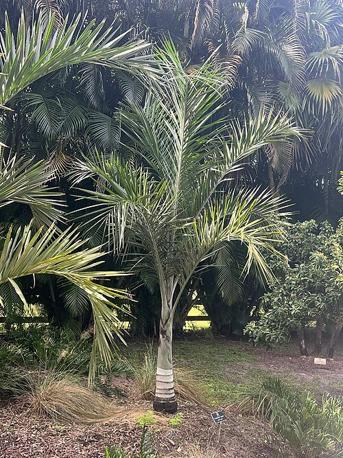 Pseudophoenix sargentii palmboom bij Paradise Palms.