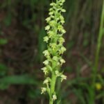 Witte Pseudorchis bloem in kleigrond, winterhardheid.