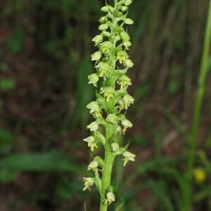 Witte Pseudorchis bloem in kleigrond, winterhardheid.