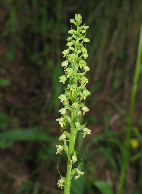 Witte Pseudorchis bloem in kleigrond, winterhardheid.