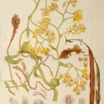 Pseudovanilla orchidee met witte bloemblaadjes en groen blad, delicaat en elegant.