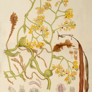 Pseudovanilla orchidee met witte bloemblaadjes en groen blad, delicaat en elegant.