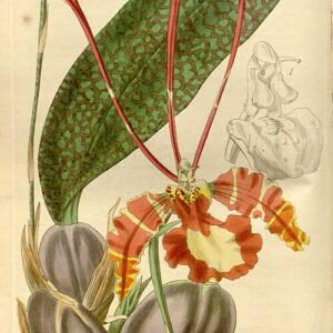 Psychopsis papilio orchidee met gele en bruine bloemen en groene bladeren.