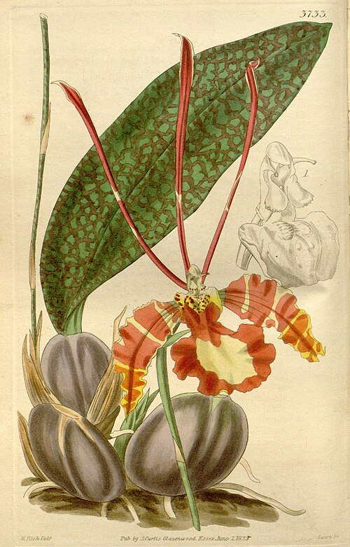 Psychopsis papilio orchidee met gele en bruine bloemen en groene bladeren.