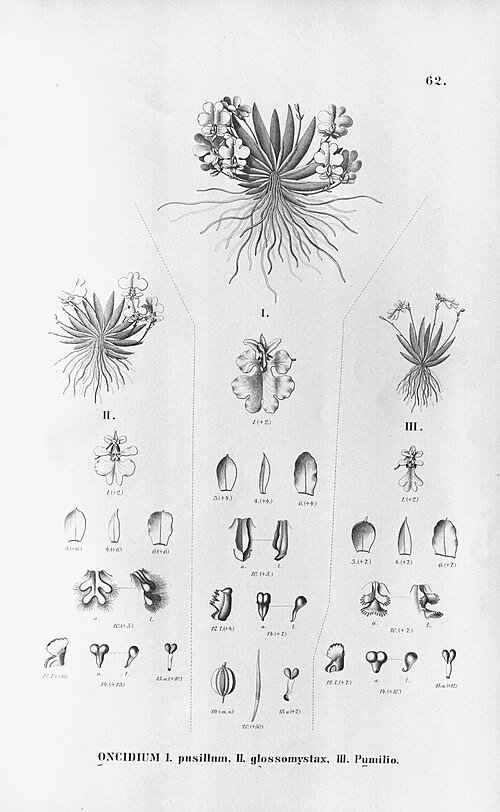 Kleine orchidee met witte bloemen en groene bladeren tegen neutrale achtergrond.