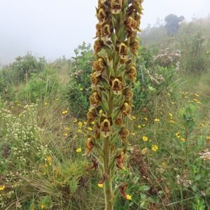 Pterichis orchidee in bloei met levendige paarse bloemblaadjes en groene bladeren.