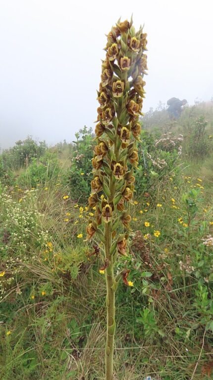 Pterichis orchidee in bloei met levendige paarse bloemblaadjes en groene bladeren.