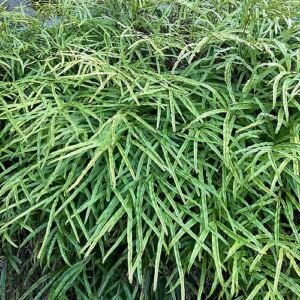 Pteris Cretica plant met groene bladeren en zonlicht.
