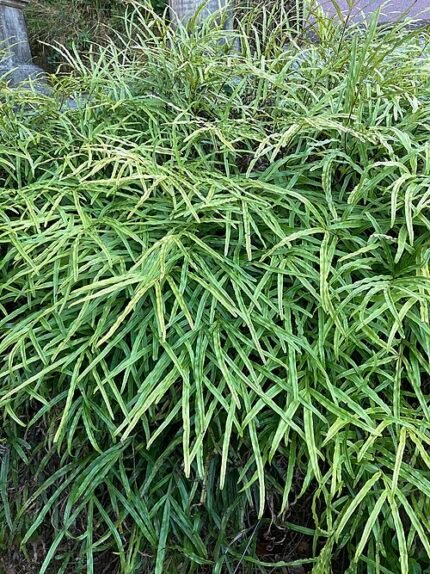 Pteris Cretica plant met groene bladeren en zonlicht.