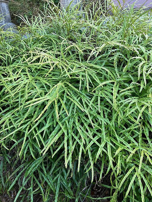 Pteris Cretica plant met groene bladeren en zonlicht.