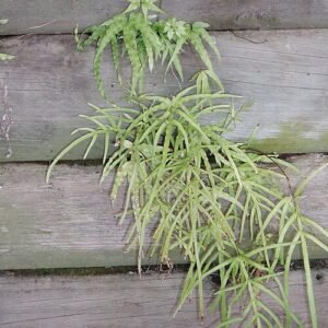Pteris ensiformis met langwerpig groen blad en fijne textuur.
