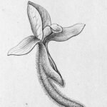 Pteroglossa Glazioviana orchidee bloem met witte en paarse bloemblaadjes op donkere achtergrond.
