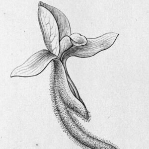 Pteroglossa Glazioviana orchidee bloem met witte en paarse bloemblaadjes op donkere achtergrond.