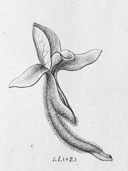 Pteroglossa Glazioviana orchidee bloem met witte en paarse bloemblaadjes op donkere achtergrond.