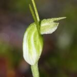 Close-up van Pterostylis angulata orchidee met groene en paarse accenten.