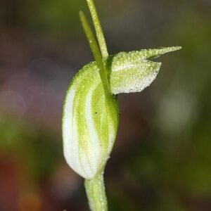 Close-up van Pterostylis angulata orchidee met groene en paarse accenten.