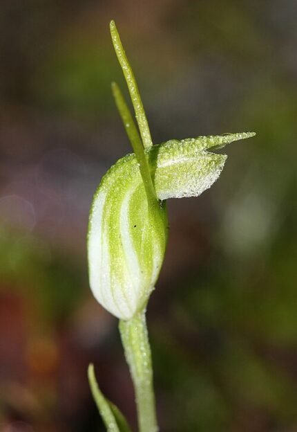 Close-up van Pterostylis angulata orchidee met groene en paarse accenten.