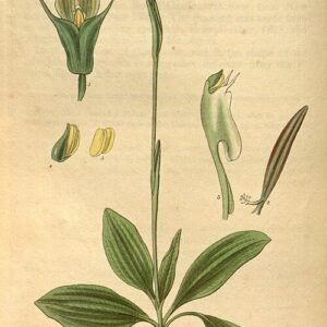 Close-up van Pterostylis curta orchidee bloem op groene bladeren.