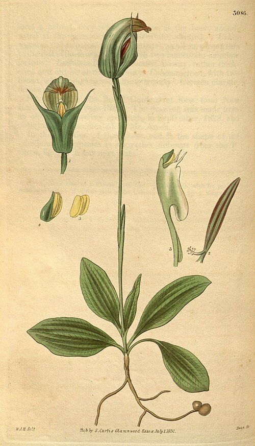 Close-up van Pterostylis curta orchidee bloem op groene bladeren.