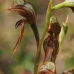 Pterostylis praetermissa orchidee met groen en bruin kleurenpalet.