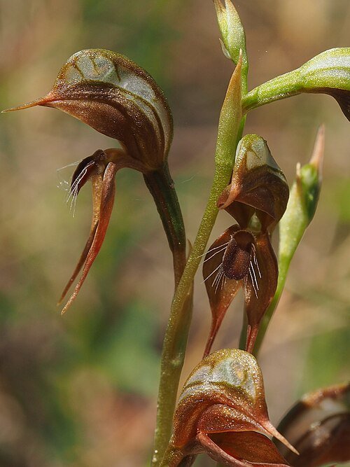 Pterostylis praetermissa orchidee met groen en bruin kleurenpalet.