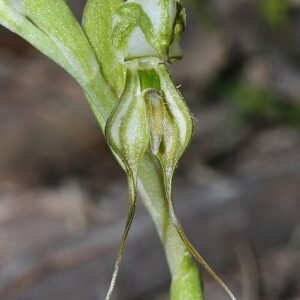 Close-up van Pterostylis simulans orchidee met groene en witte bloemblaadjes.