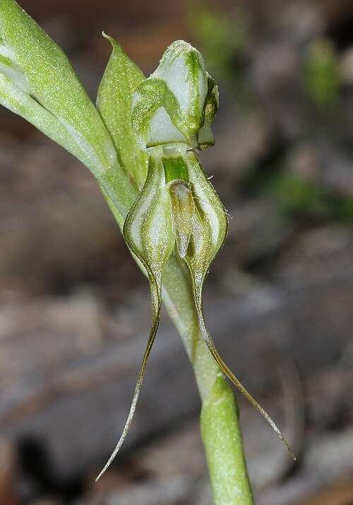Close-up van Pterostylis simulans orchidee met groene en witte bloemblaadjes.