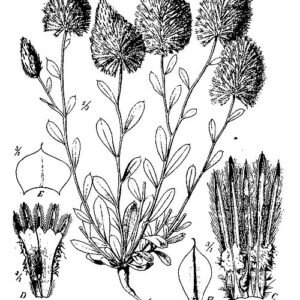 Ptilotus exaltatus bloem in paars en roze tinten.