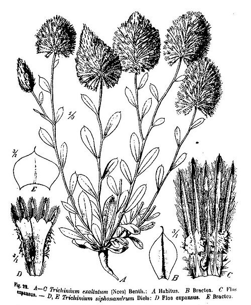 Ptilotus exaltatus bloem in paars en roze tinten.