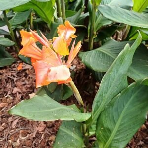 Close-up van Puccinia thaliae schimmel met oranje sporen op plantenblad.