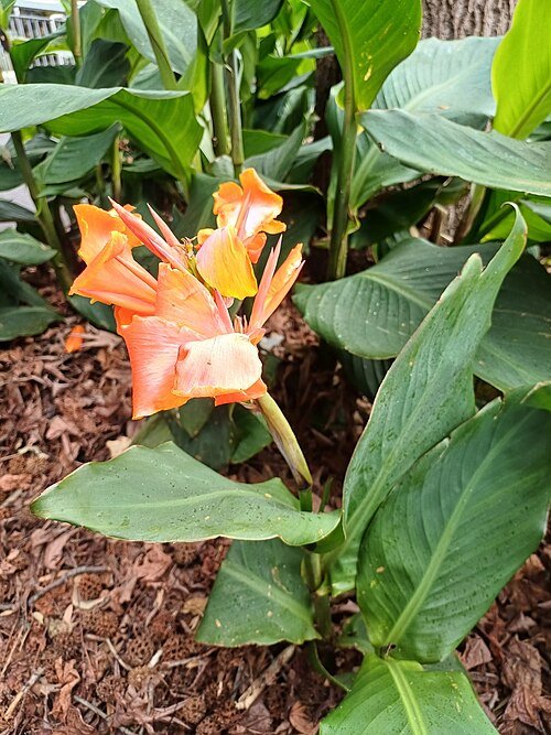 Close-up van Puccinia thaliae schimmel met oranje sporen op plantenblad.