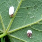 Close-up van Koninklijke wolluis op een plantenblad.