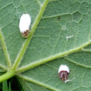 Close-up van Koninklijke wolluis op een plantenblad.