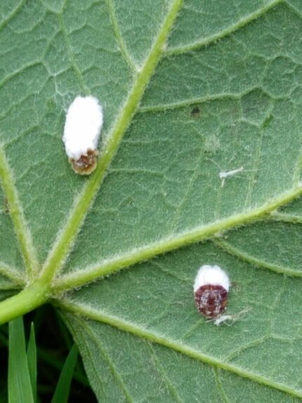 Close-up van Koninklijke wolluis op een plantenblad.