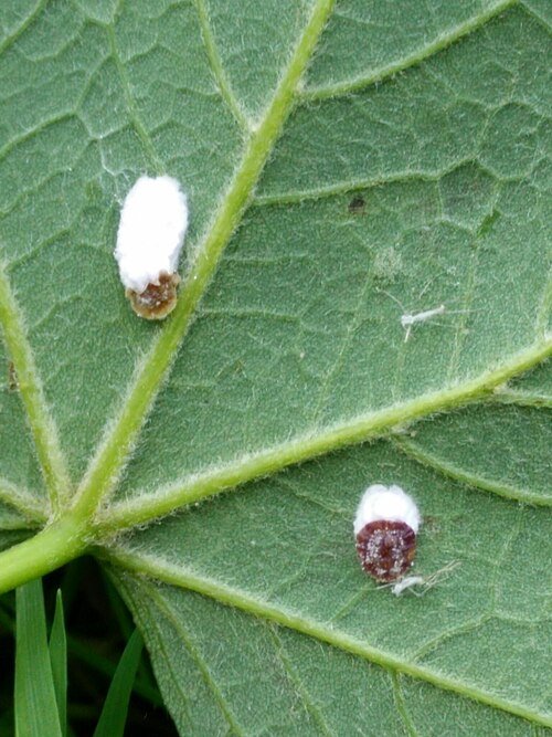 Close-up van Koninklijke wolluis op een plantenblad.