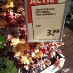 Heuchera (purperklokje) plant met Boysenberry bladeren.
