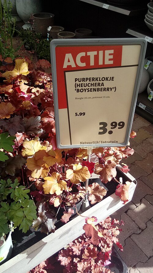 Heuchera (purperklokje) plant met Boysenberry bladeren.